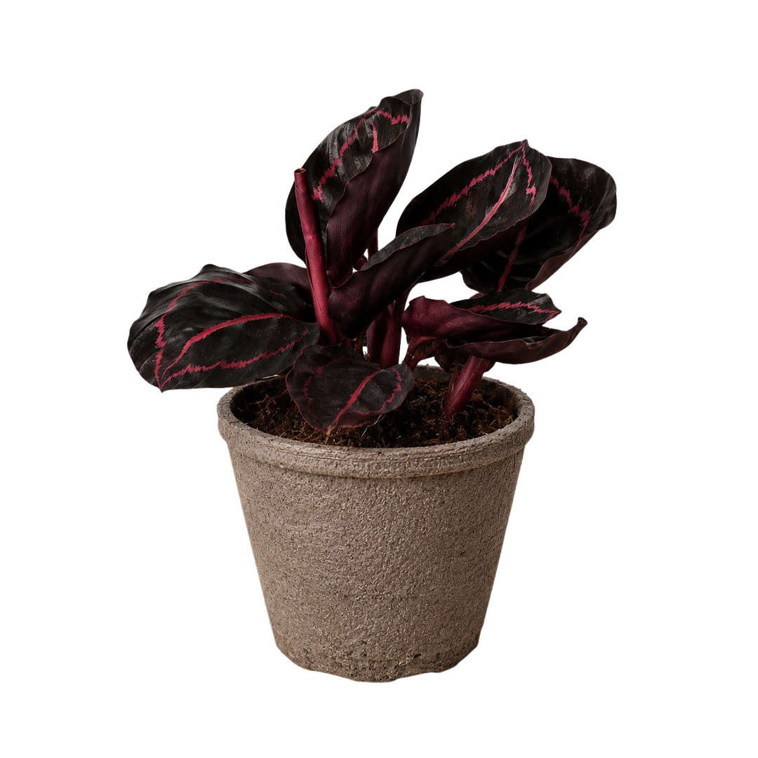 Calathea &