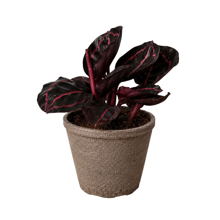 Calathea &