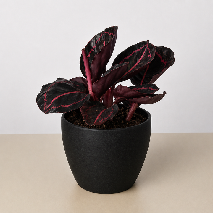Calathea &