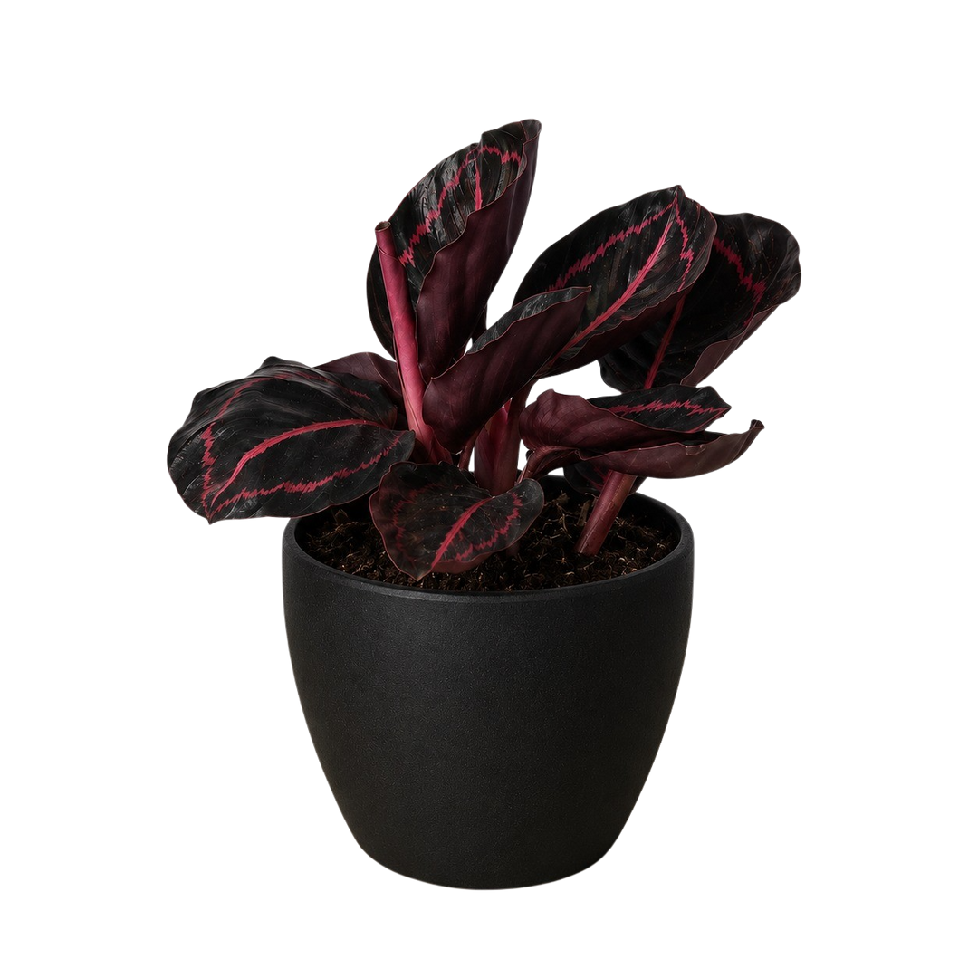 Calathea &