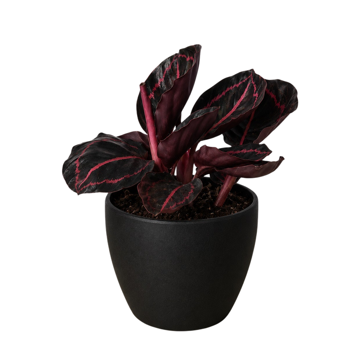 Calathea &