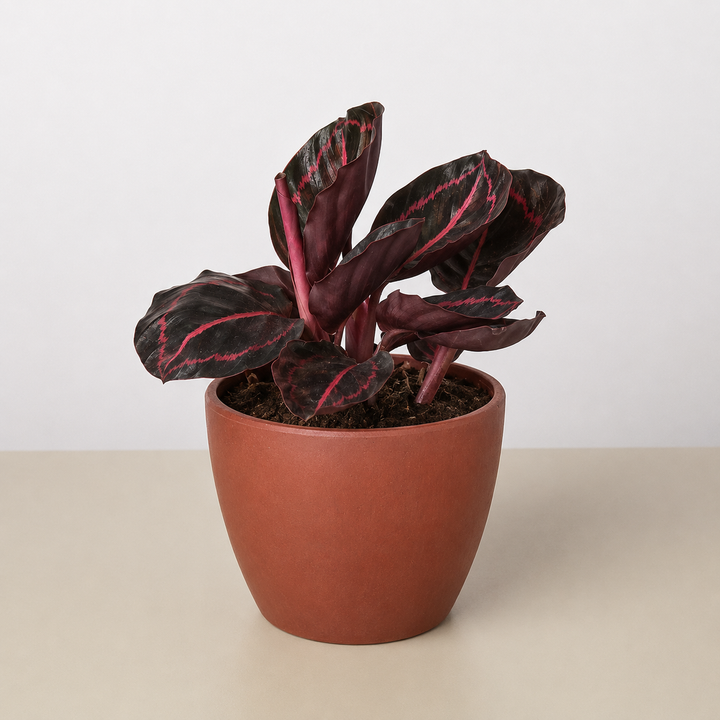 Calathea &