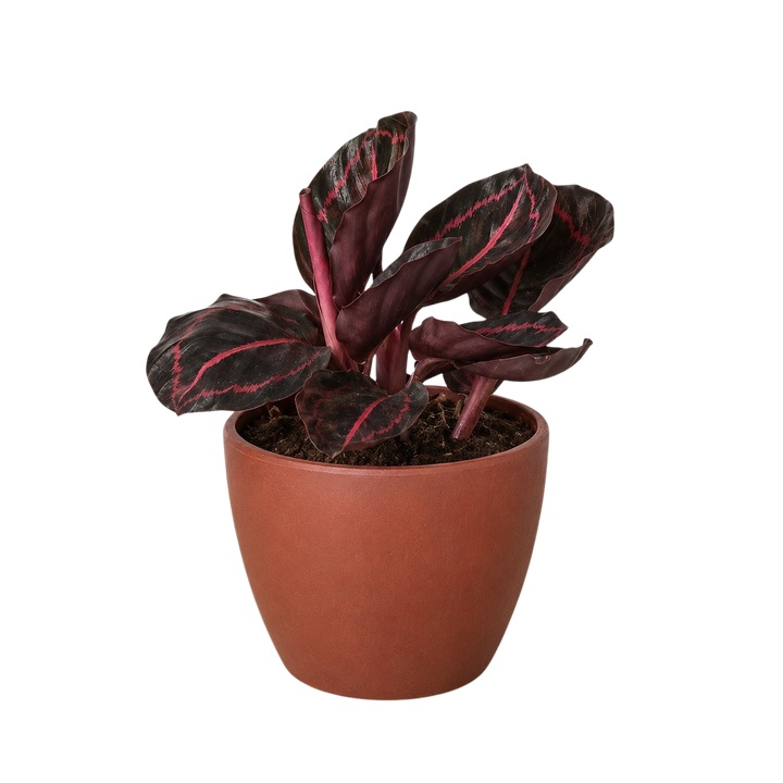 Calathea &