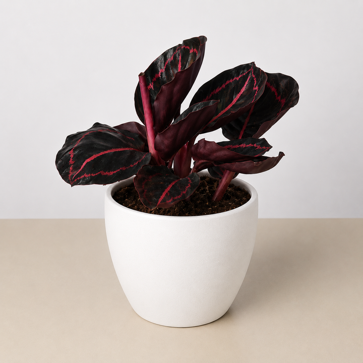 Calathea &