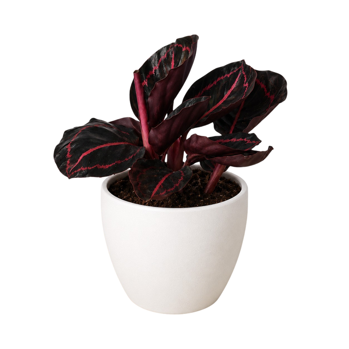 Calathea &