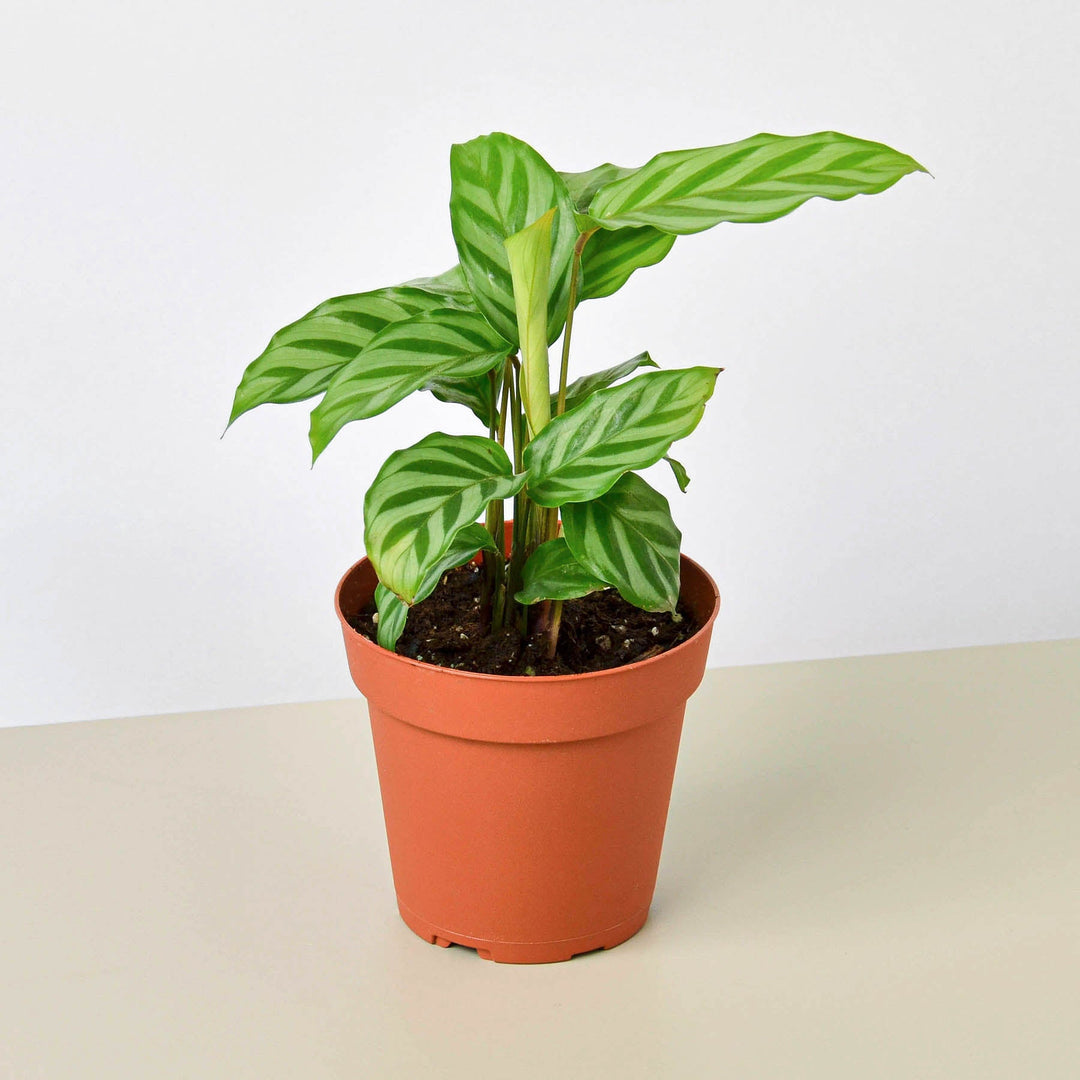 Calathea Concinna &