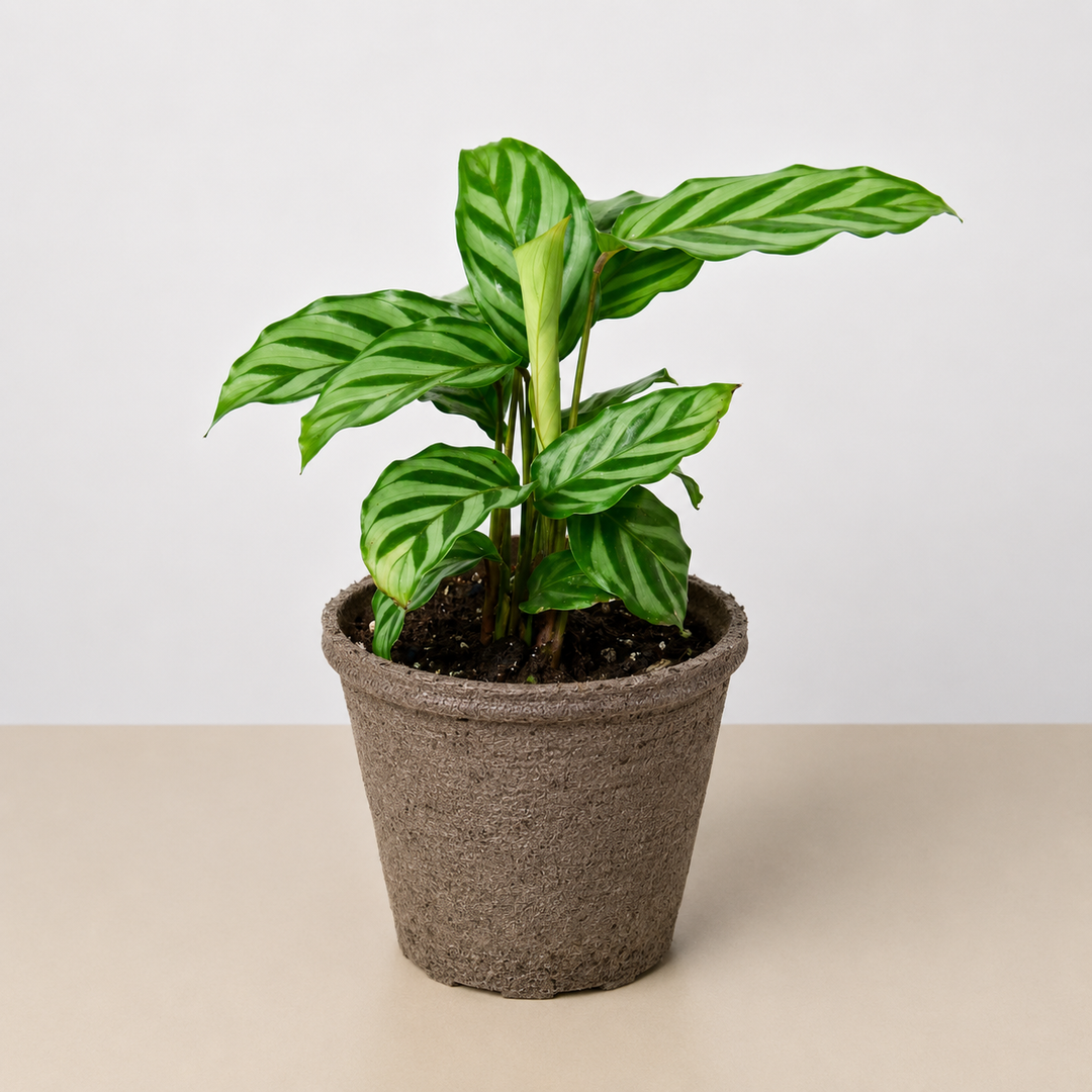 Calathea Concinna &