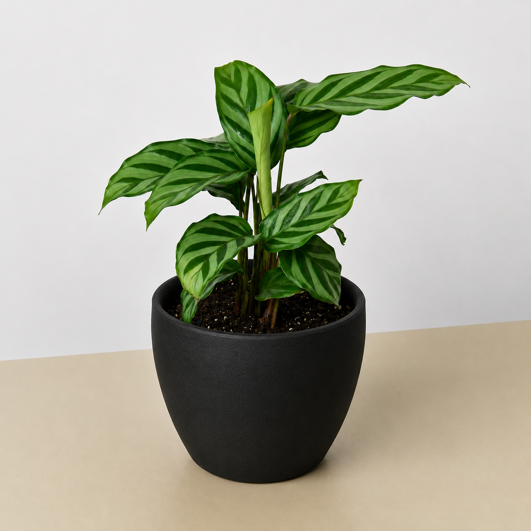 Calathea Concinna &