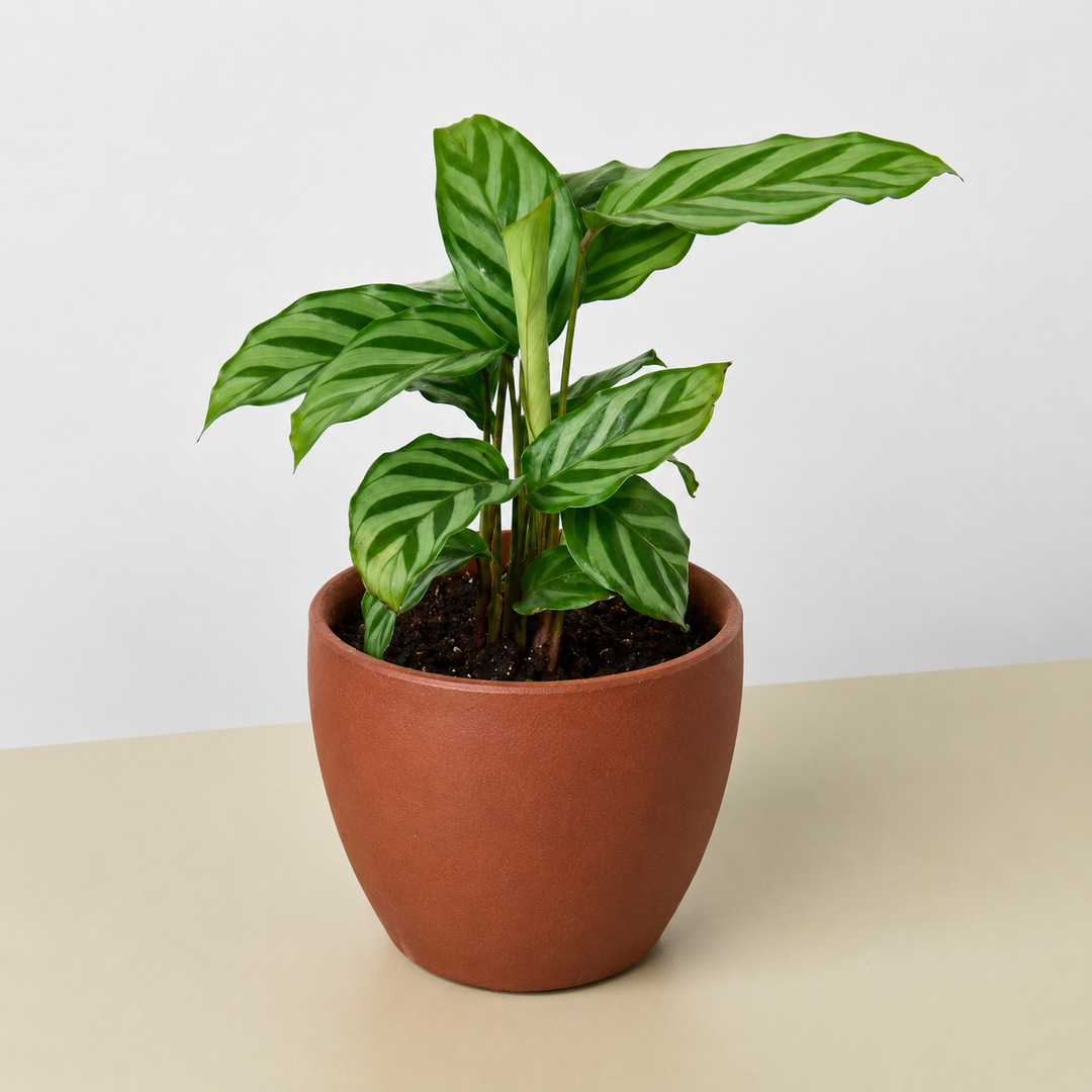 Calathea Concinna &