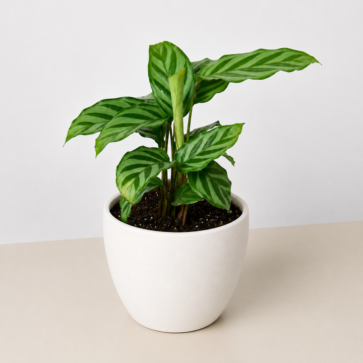 Calathea Concinna &