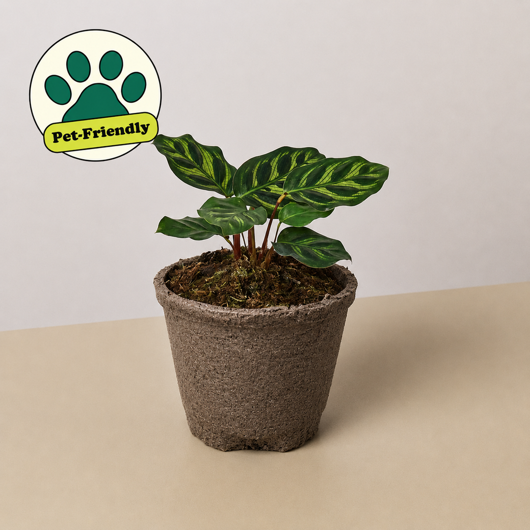 Calathea &