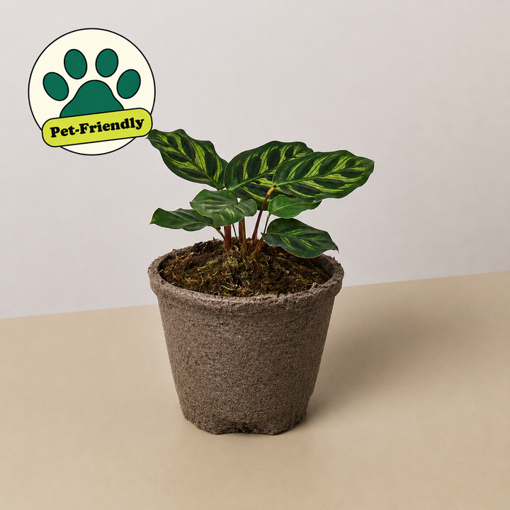 Calathea &