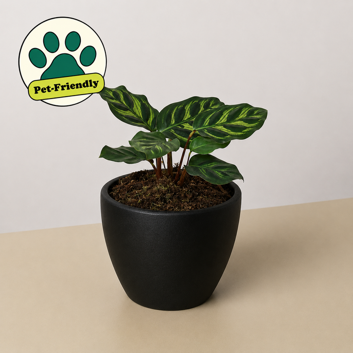 Calathea &