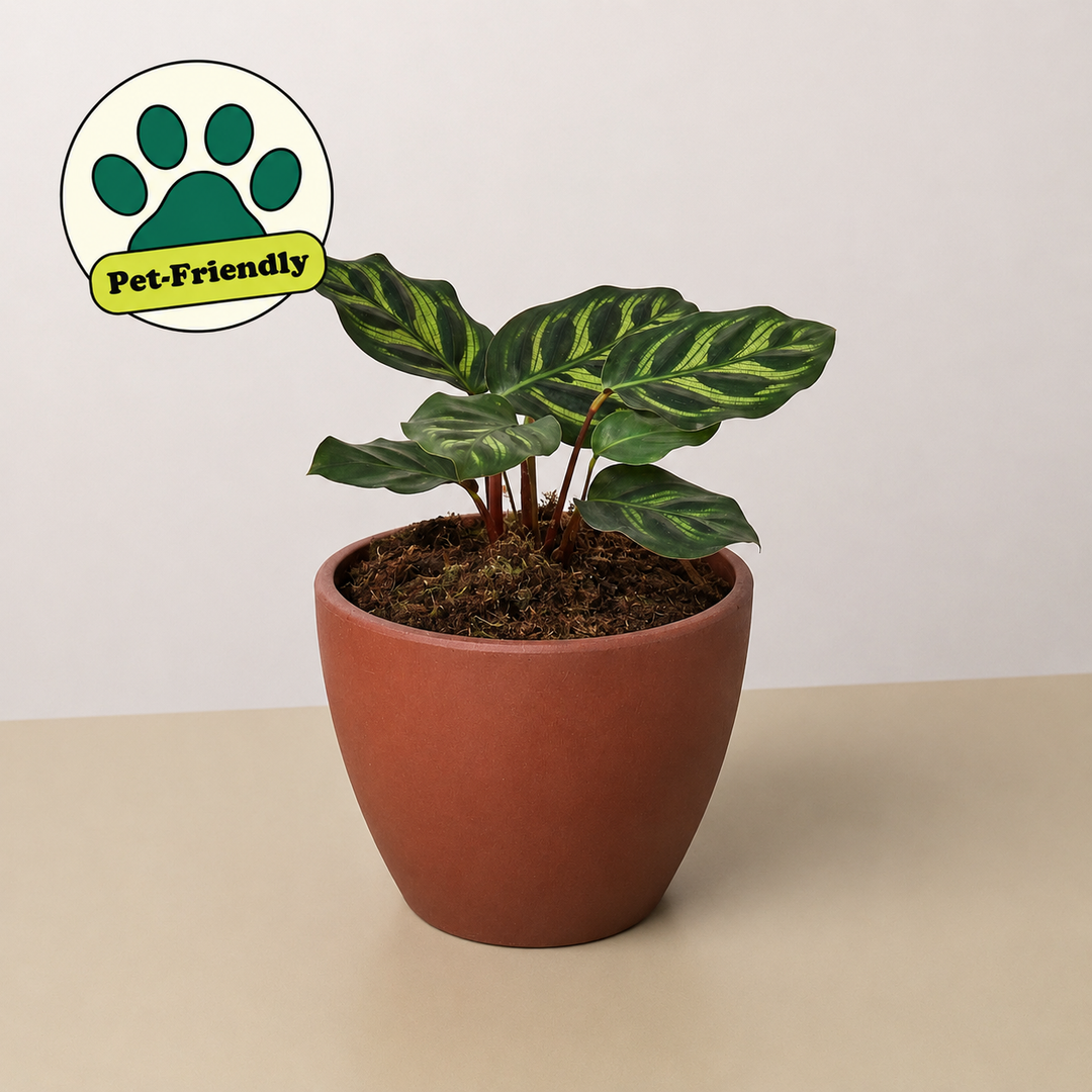 Calathea &