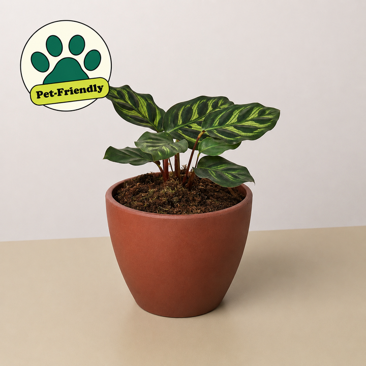 Calathea &