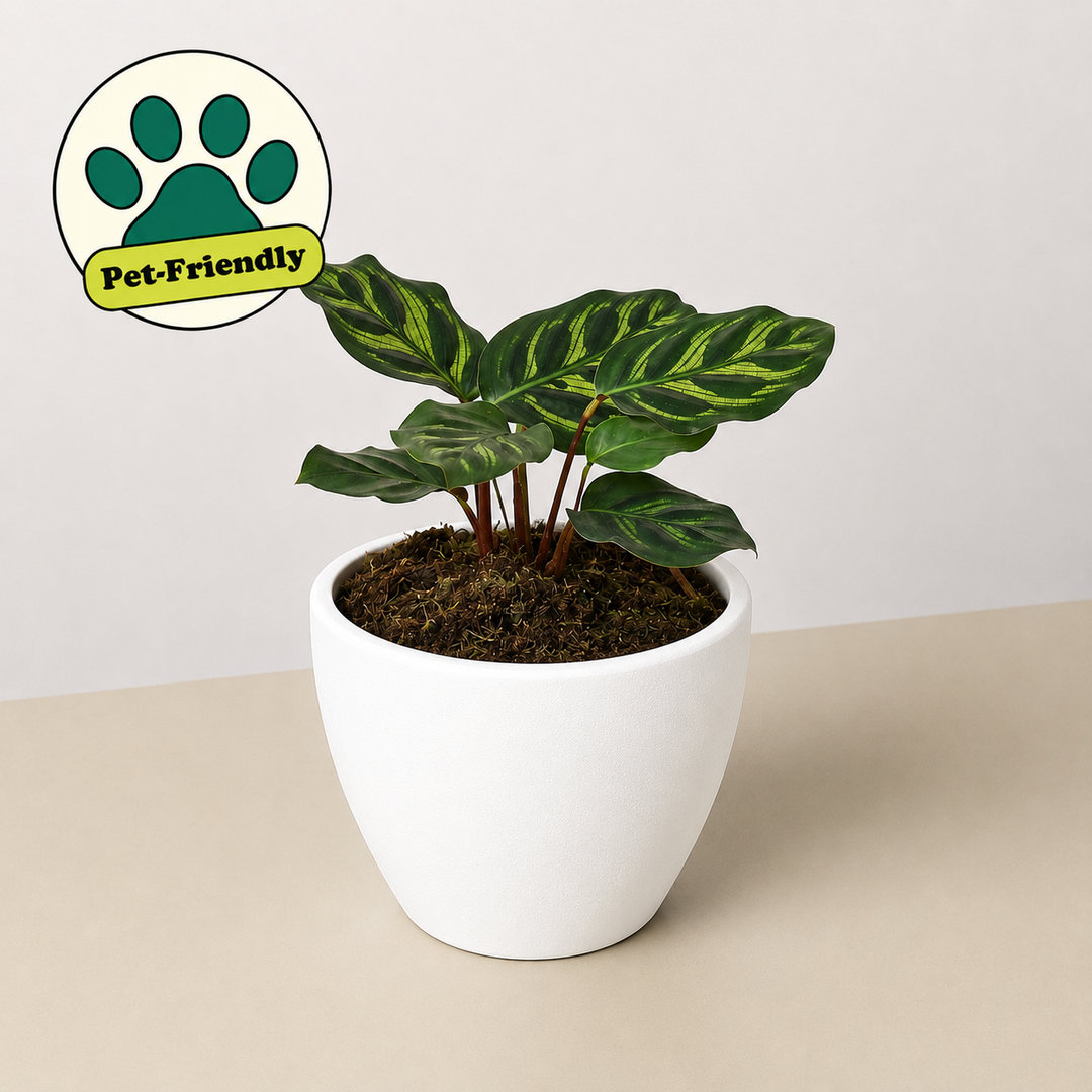 Calathea &