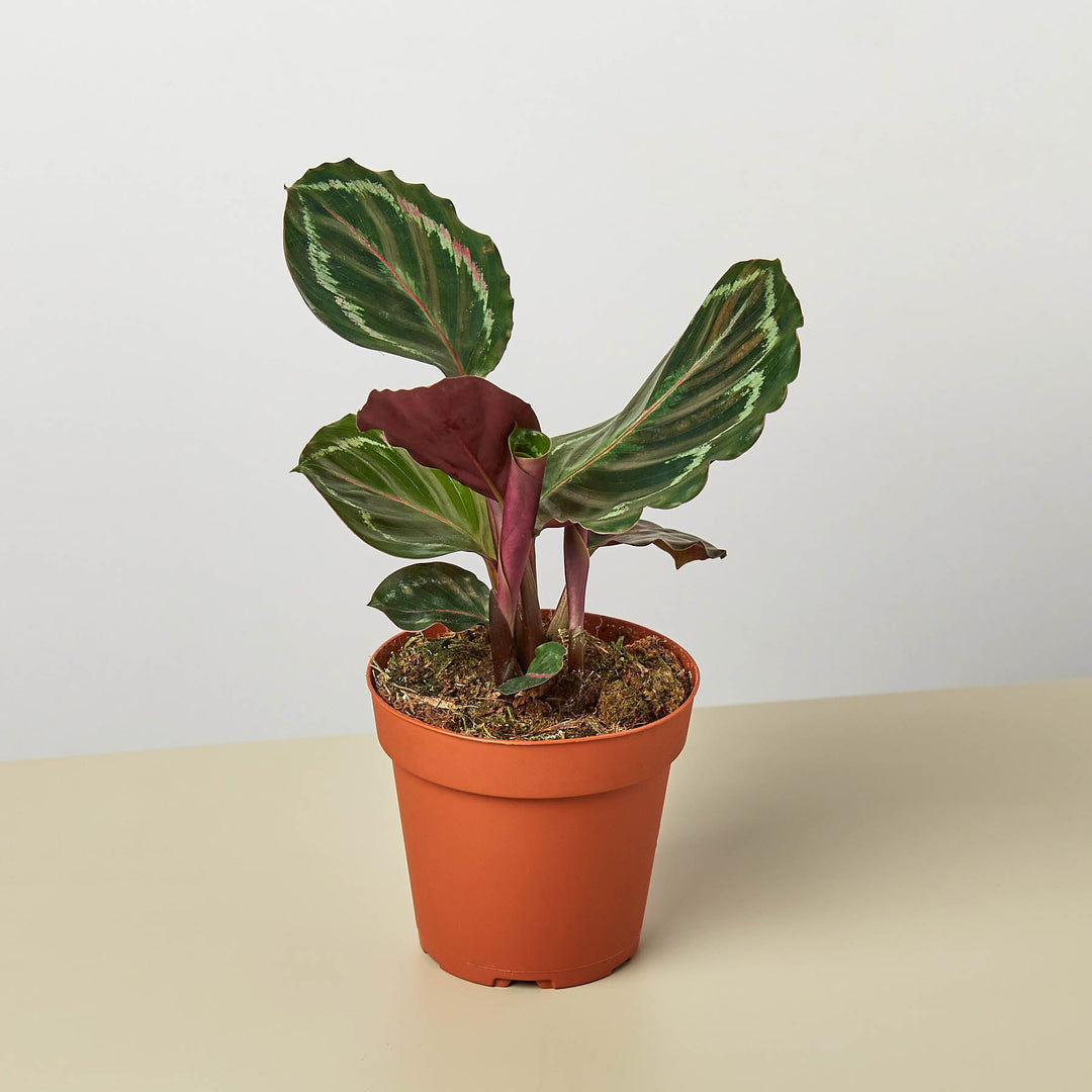 Calathea Roseopicta &