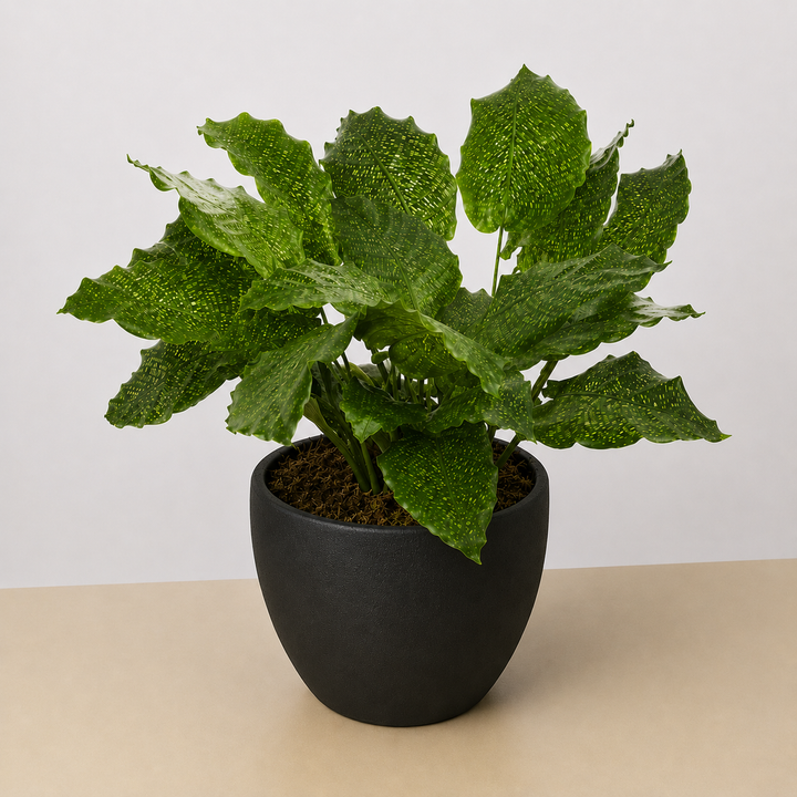 Calathea &