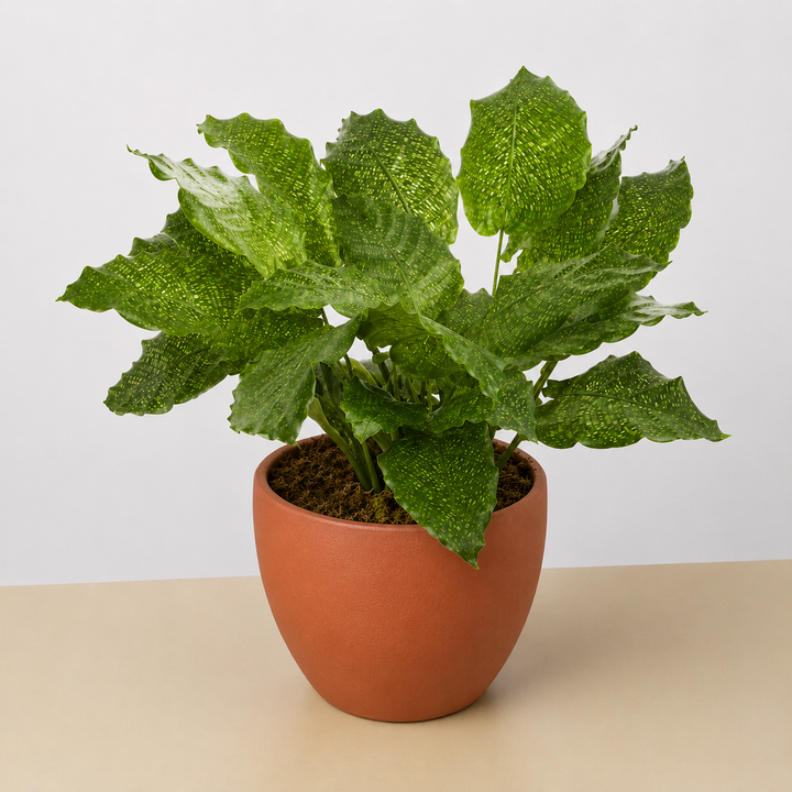 Calathea &