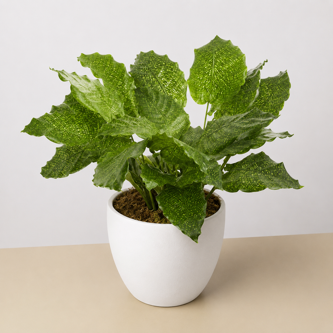 Calathea &
