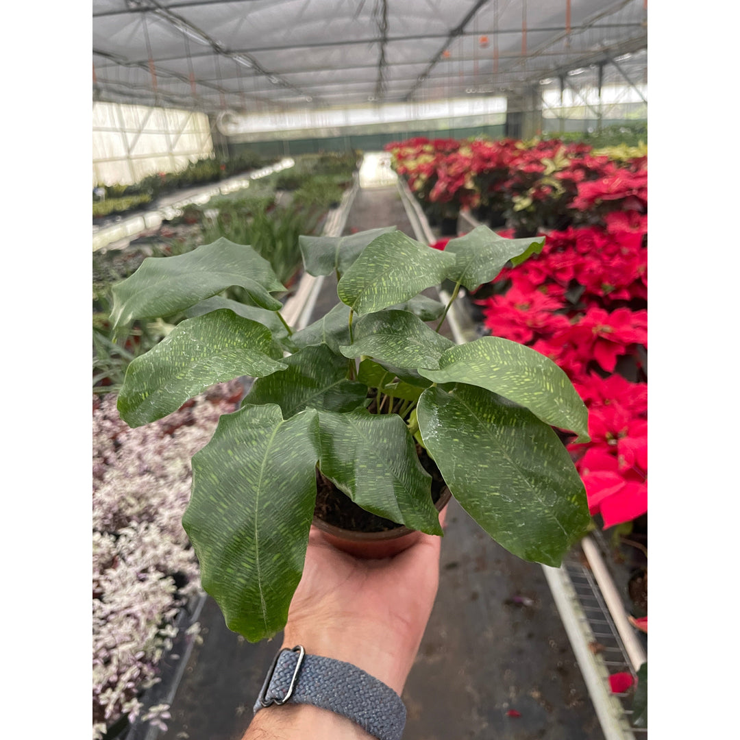 Calathea &