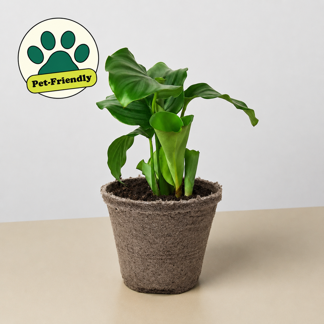 Calathea &