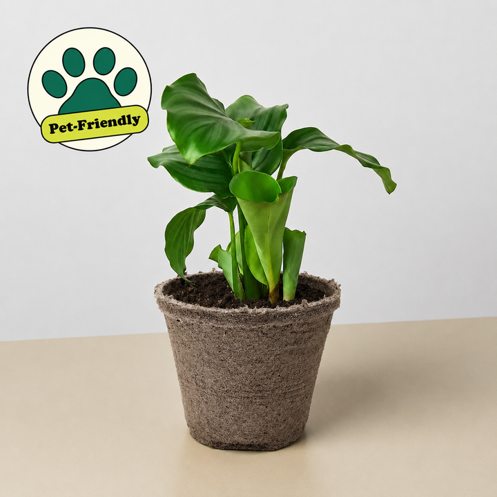 Calathea &