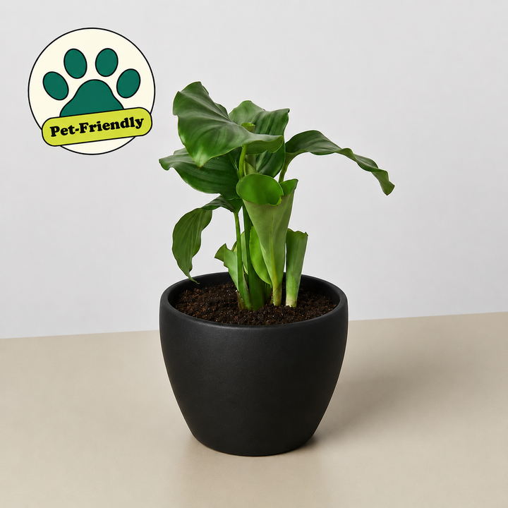 Calathea &