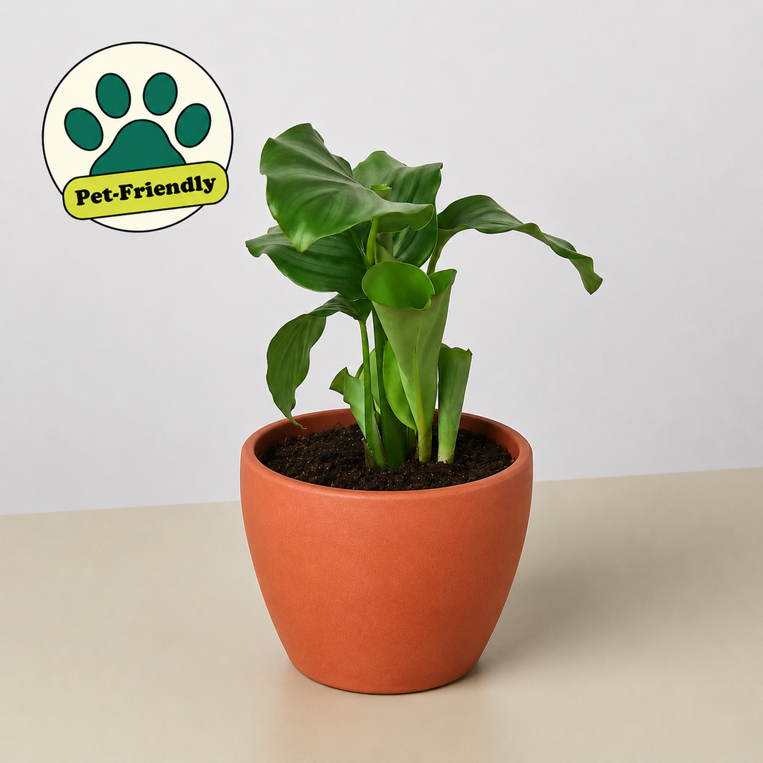 Calathea &