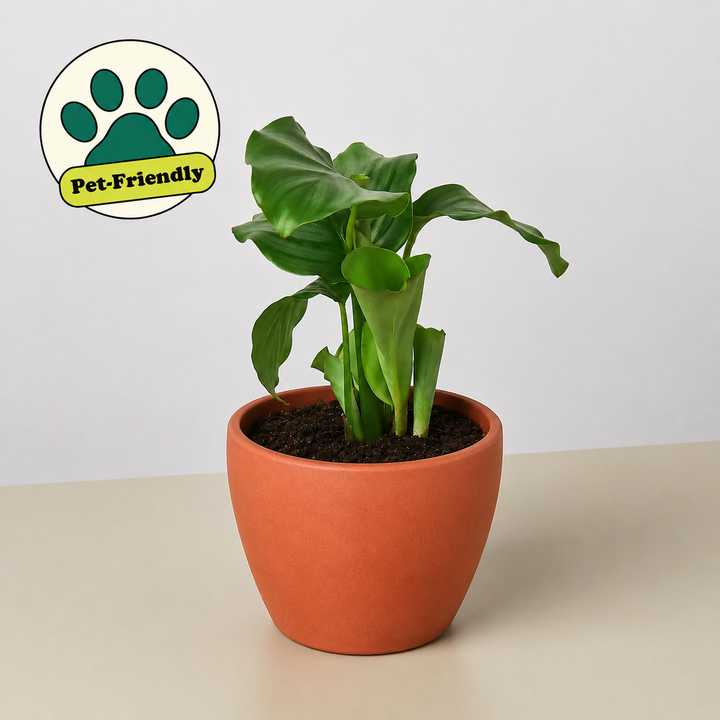 Calathea &