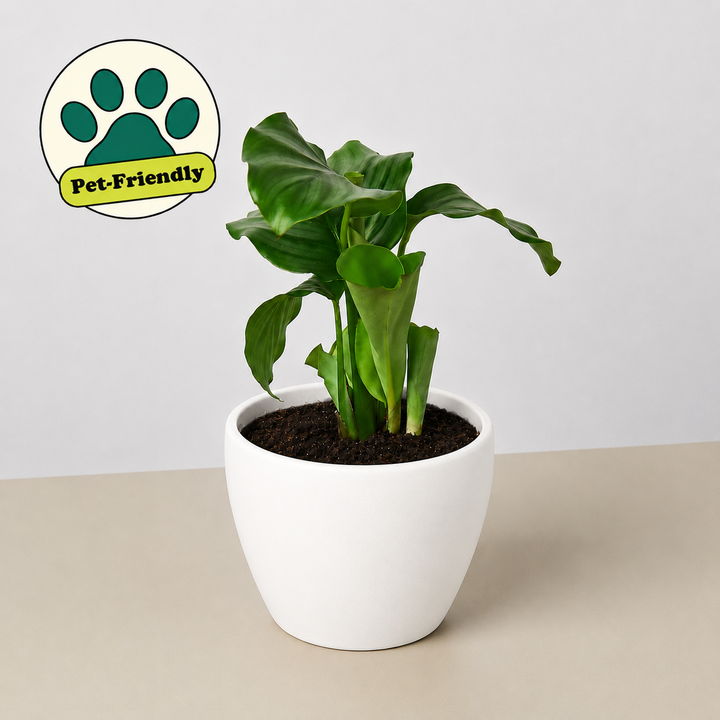 Calathea &