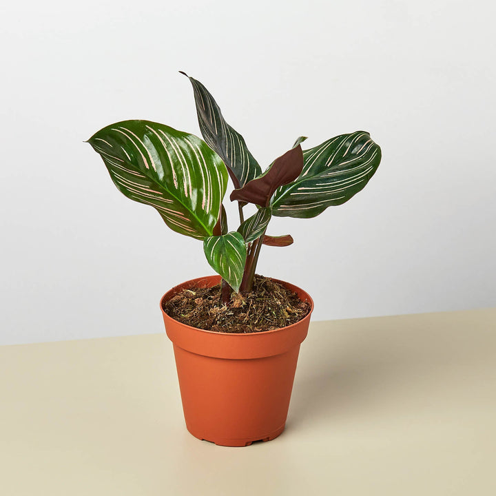 Calathea &