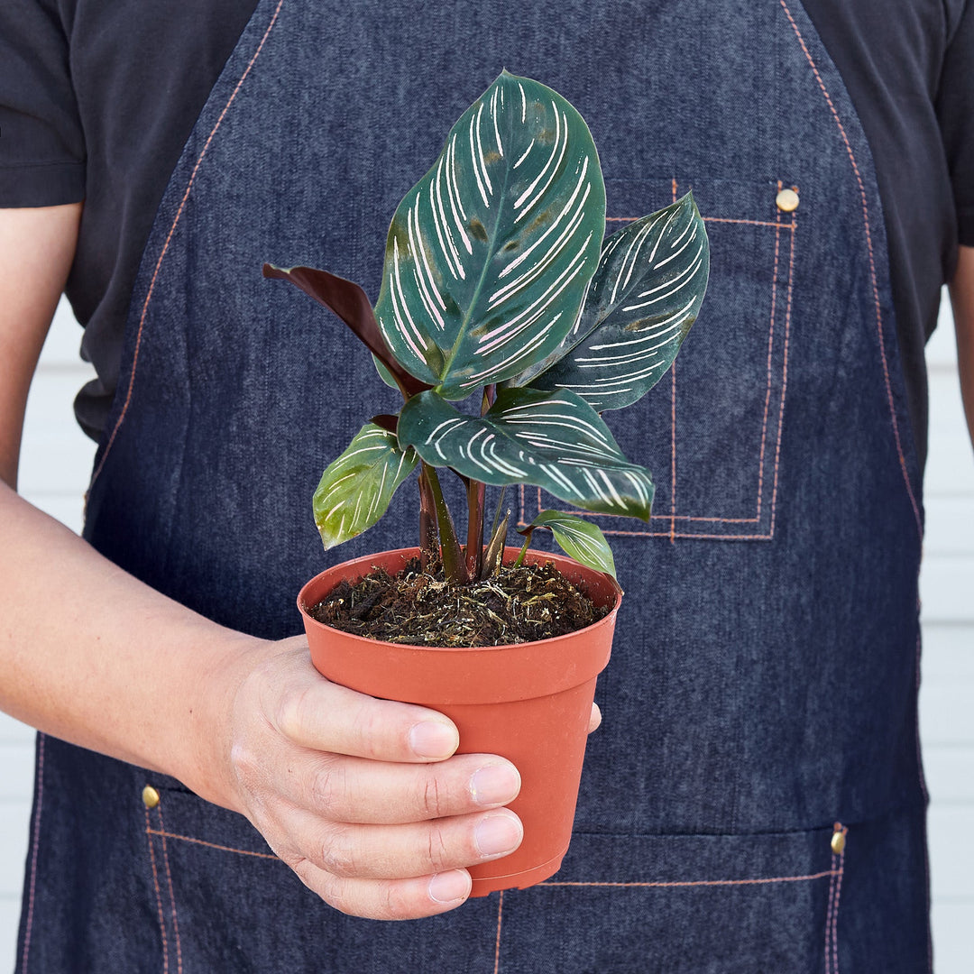 Calathea &