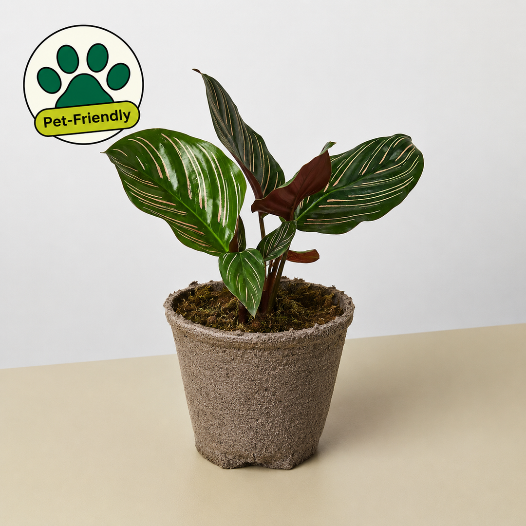 Calathea &