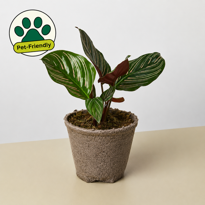 Calathea &