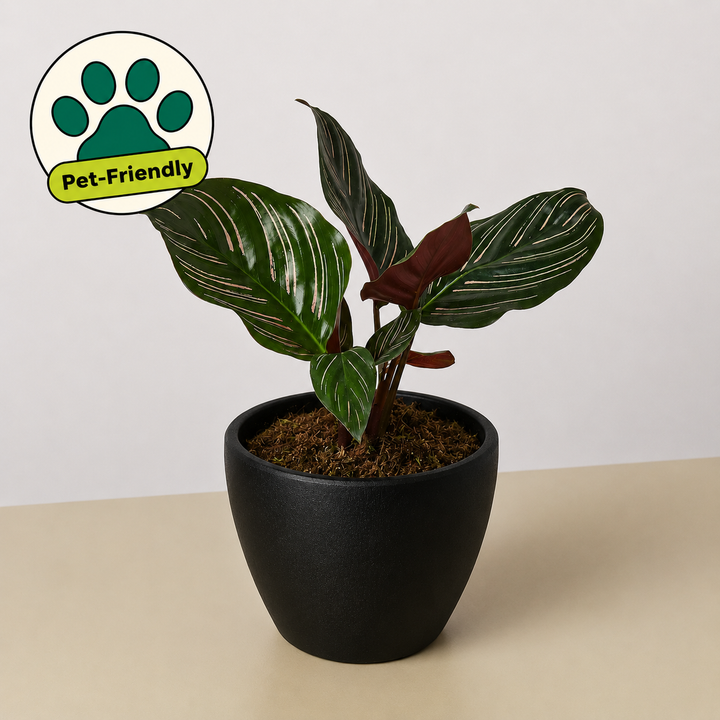 Calathea &