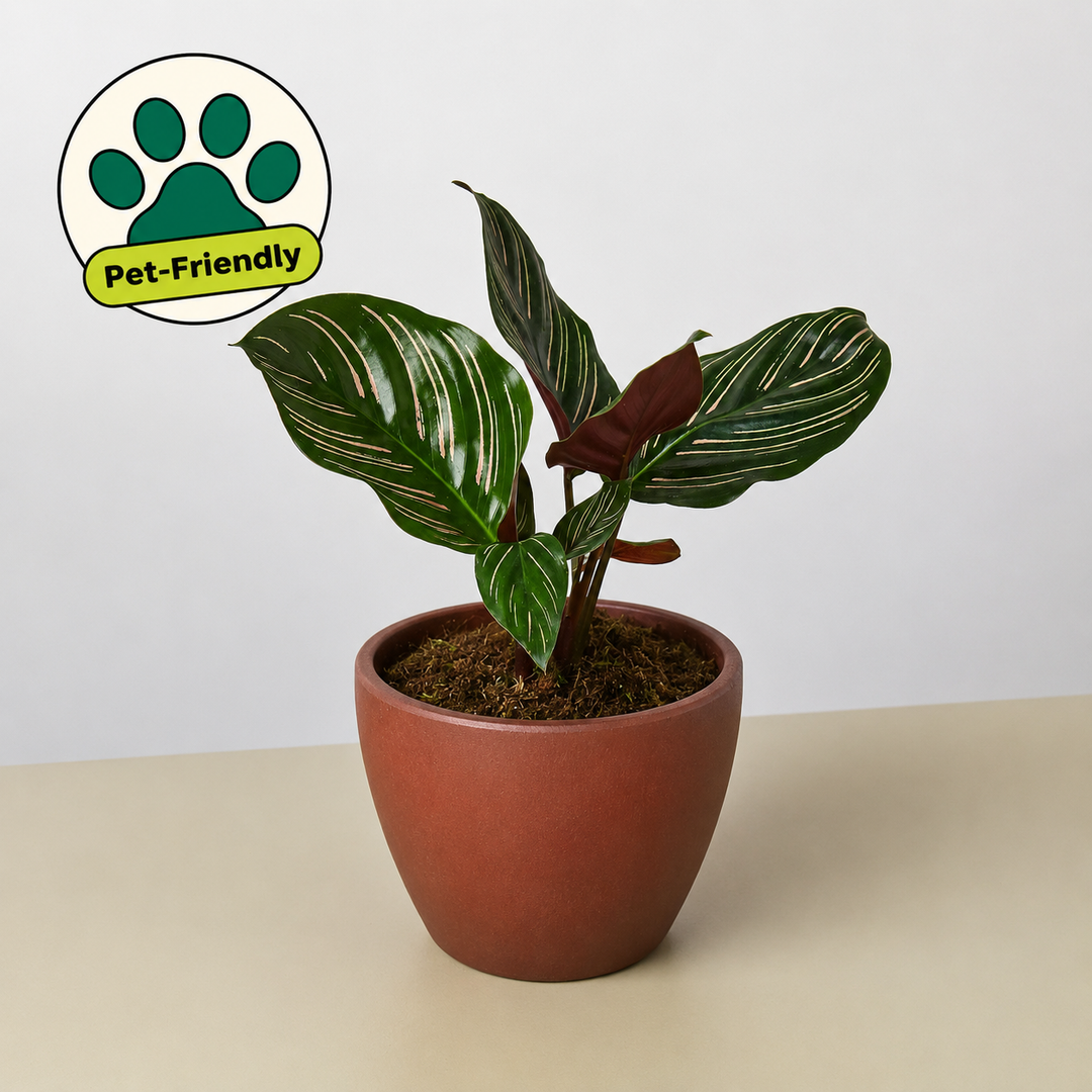 Calathea &