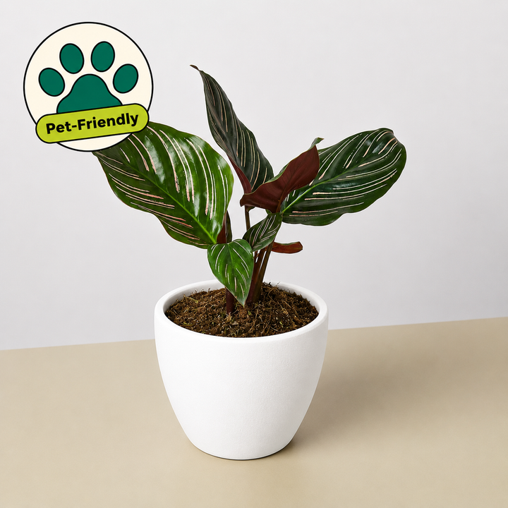 Calathea &