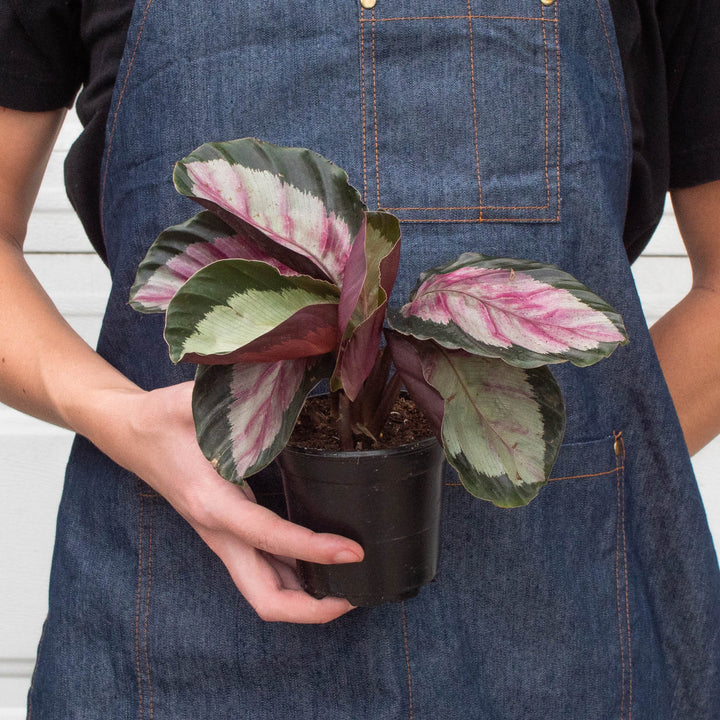 Calathea roseopicta &