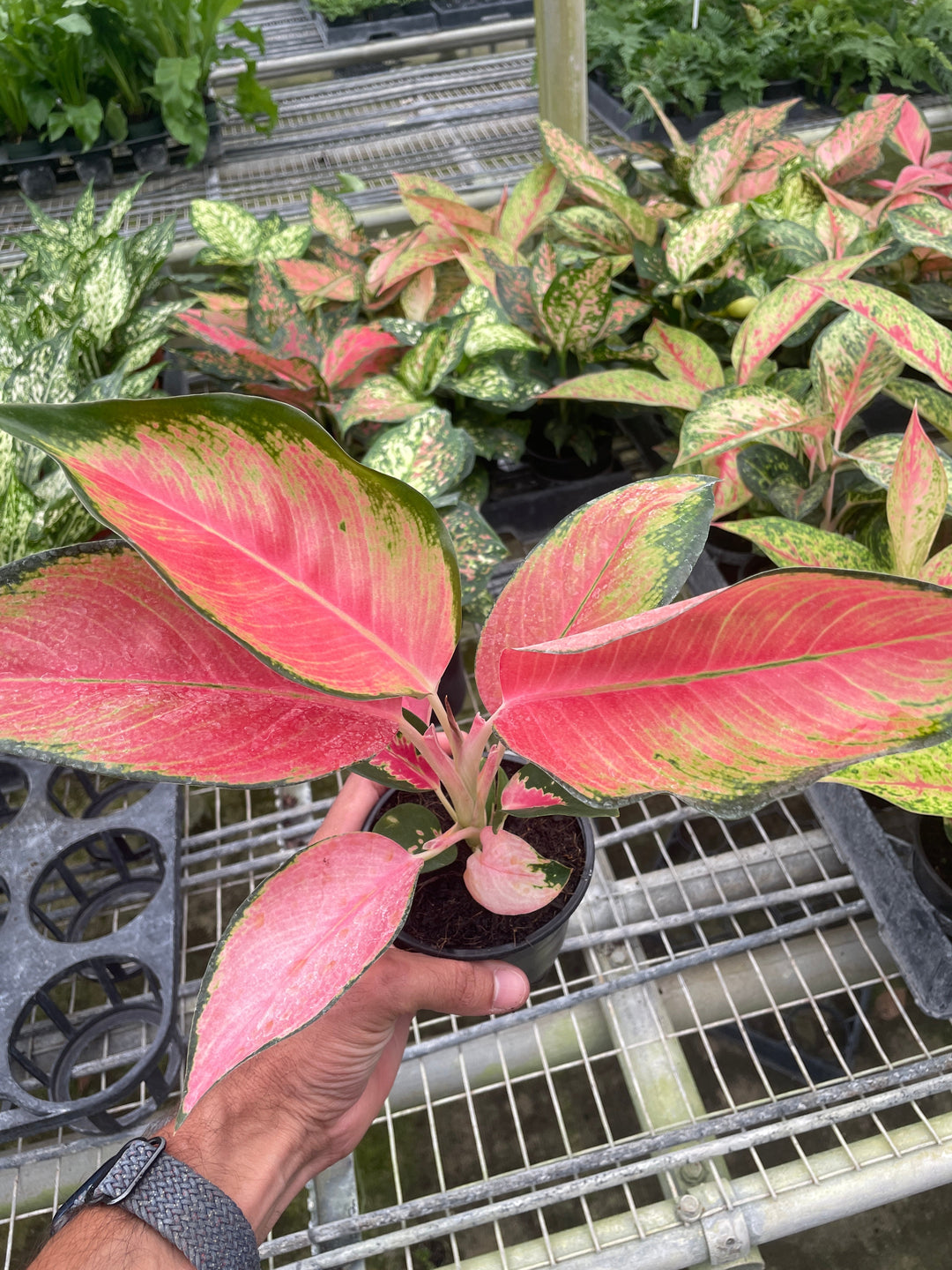 Chinese Evergreen &