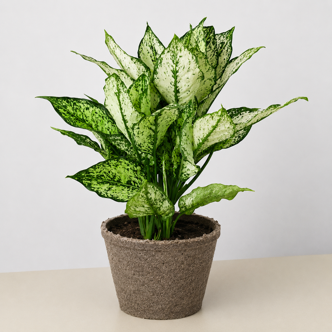 Chinese Evergreen &