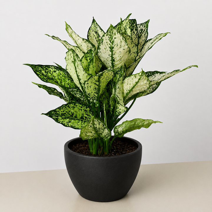 Chinese Evergreen &