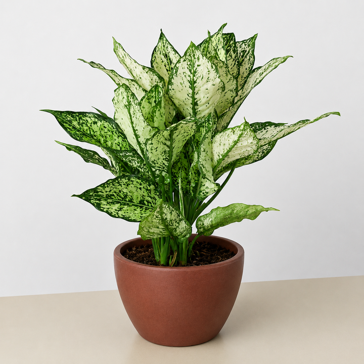 Chinese Evergreen &