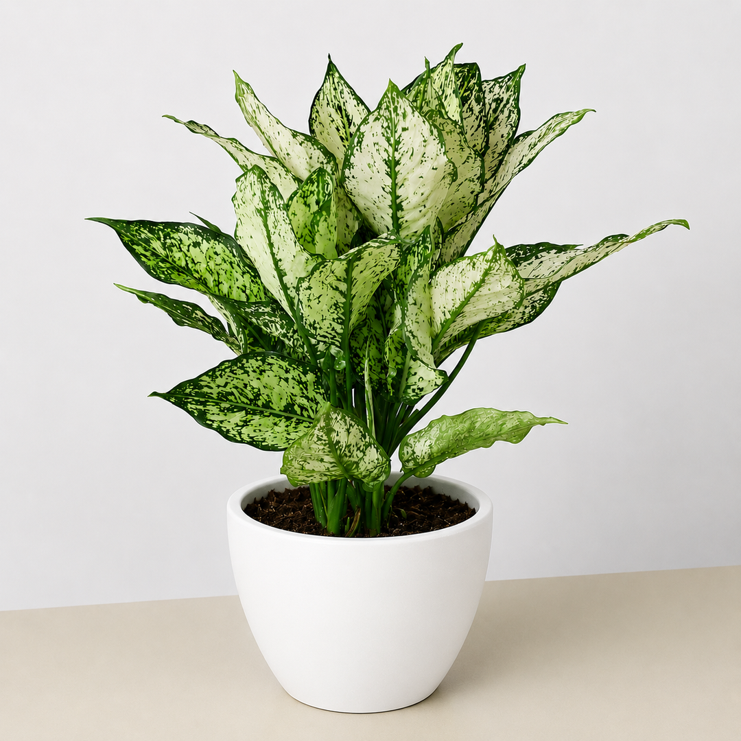 Chinese Evergreen &