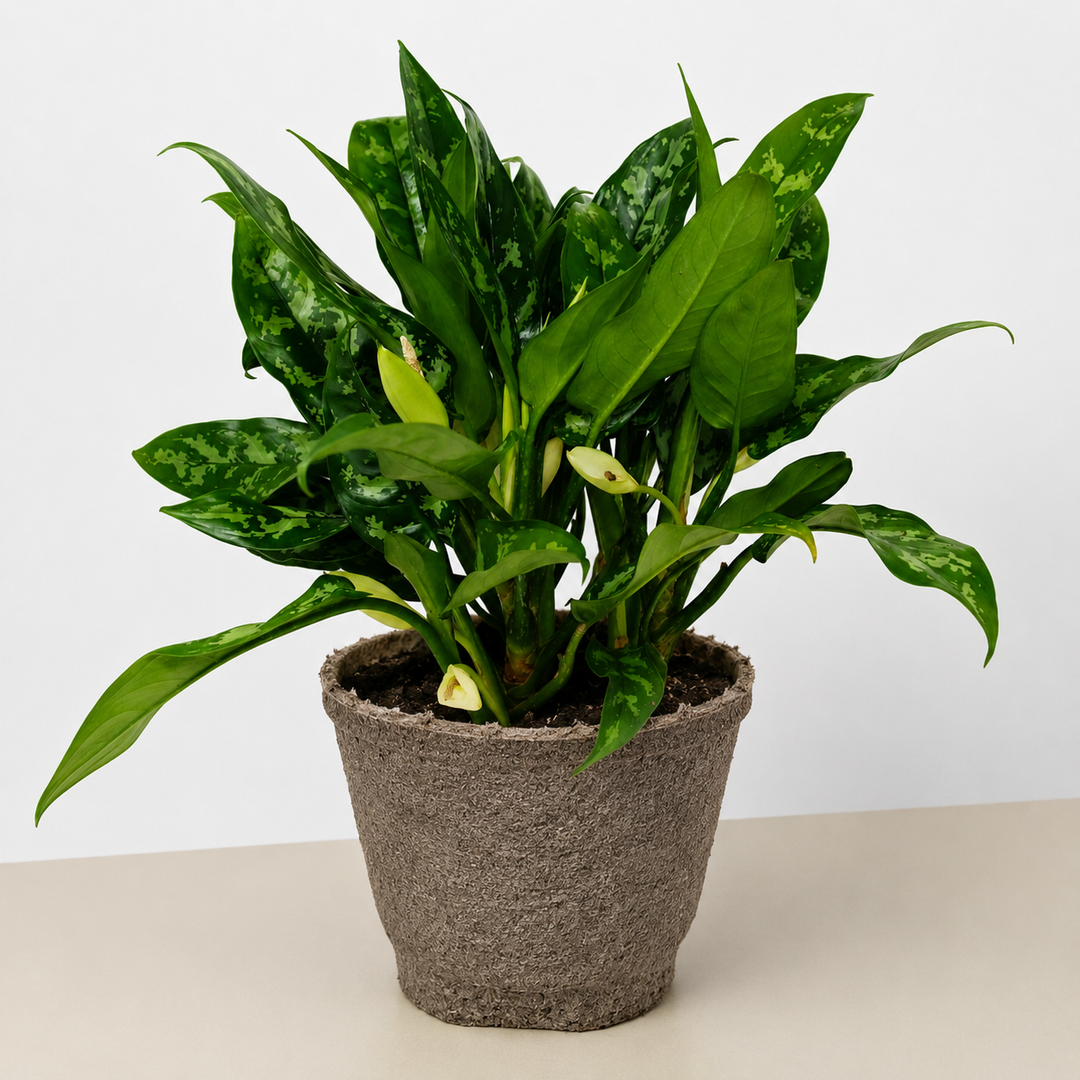 Chinese Evergreen &