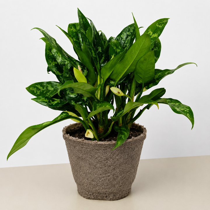 Chinese Evergreen &