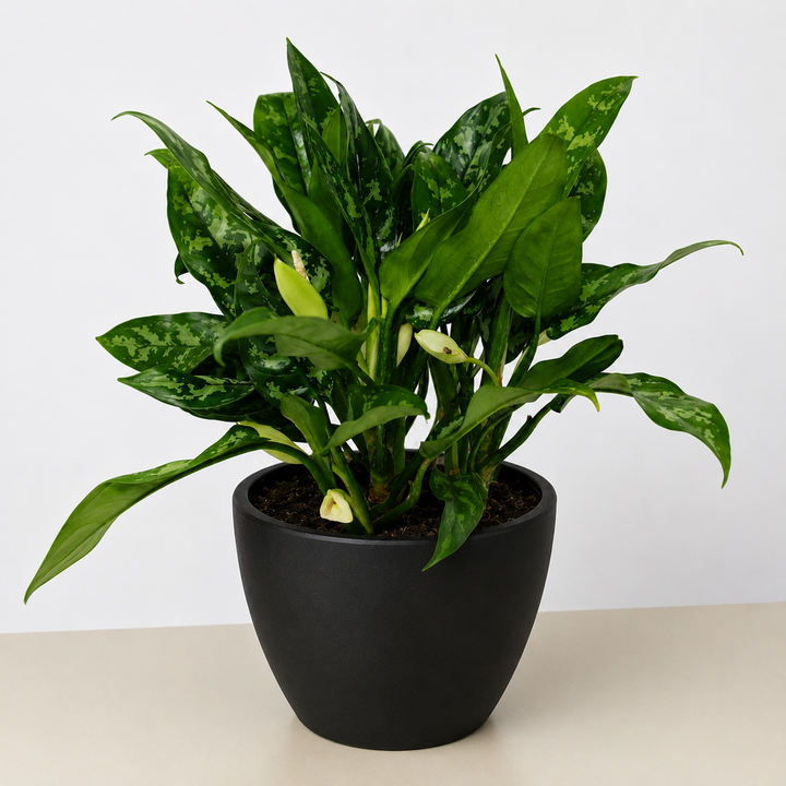 Chinese Evergreen &