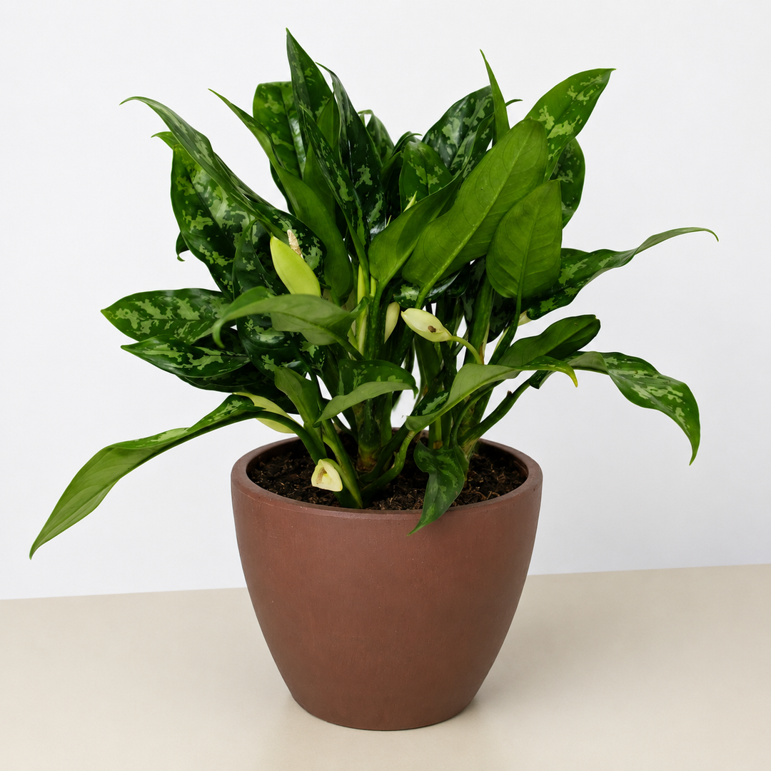 Chinese Evergreen &