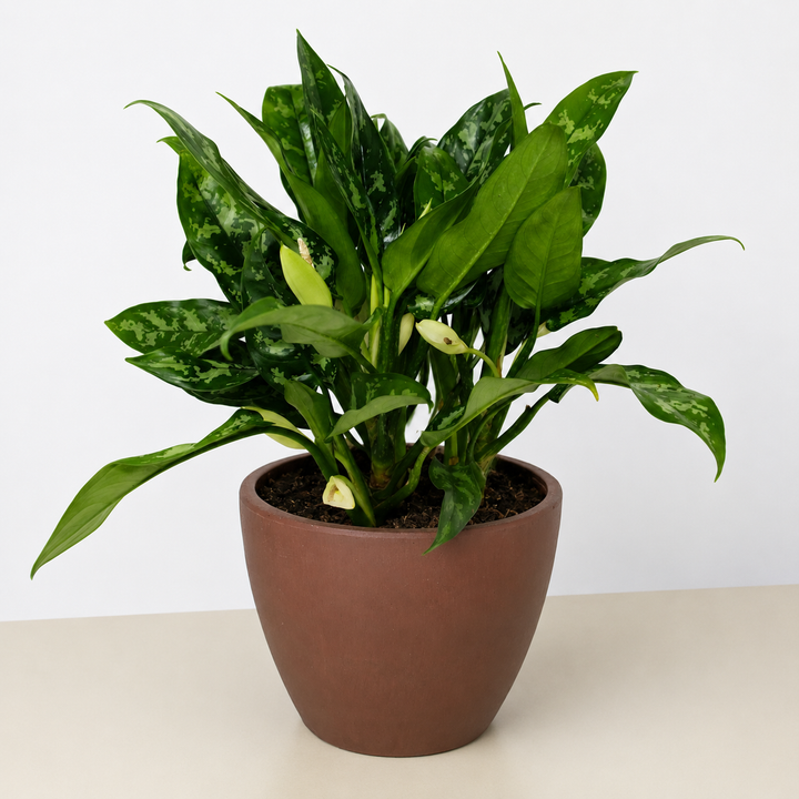 Chinese Evergreen &