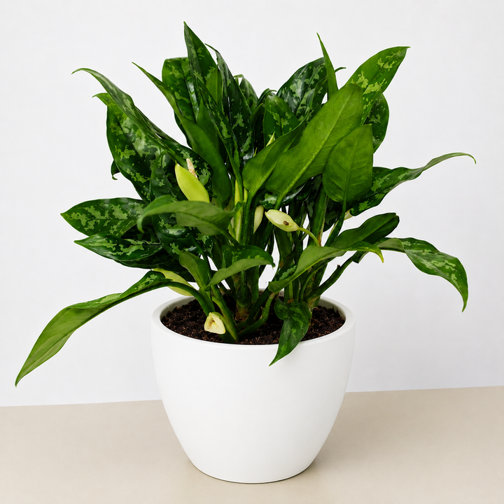 Chinese Evergreen &